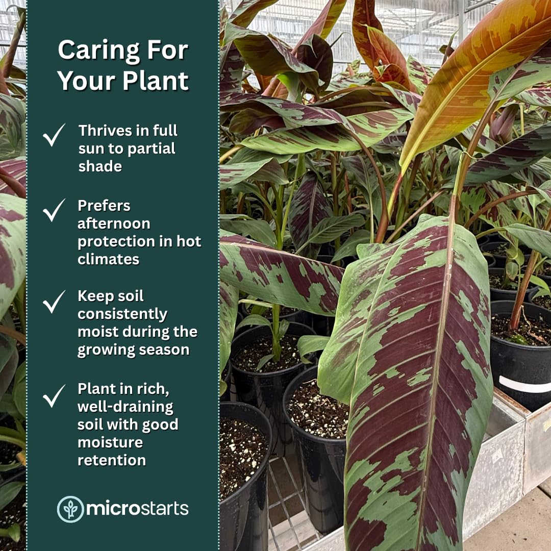 Zebrina Banana, Blood Banana - 1 Plant - Ornamental Tropical Plant