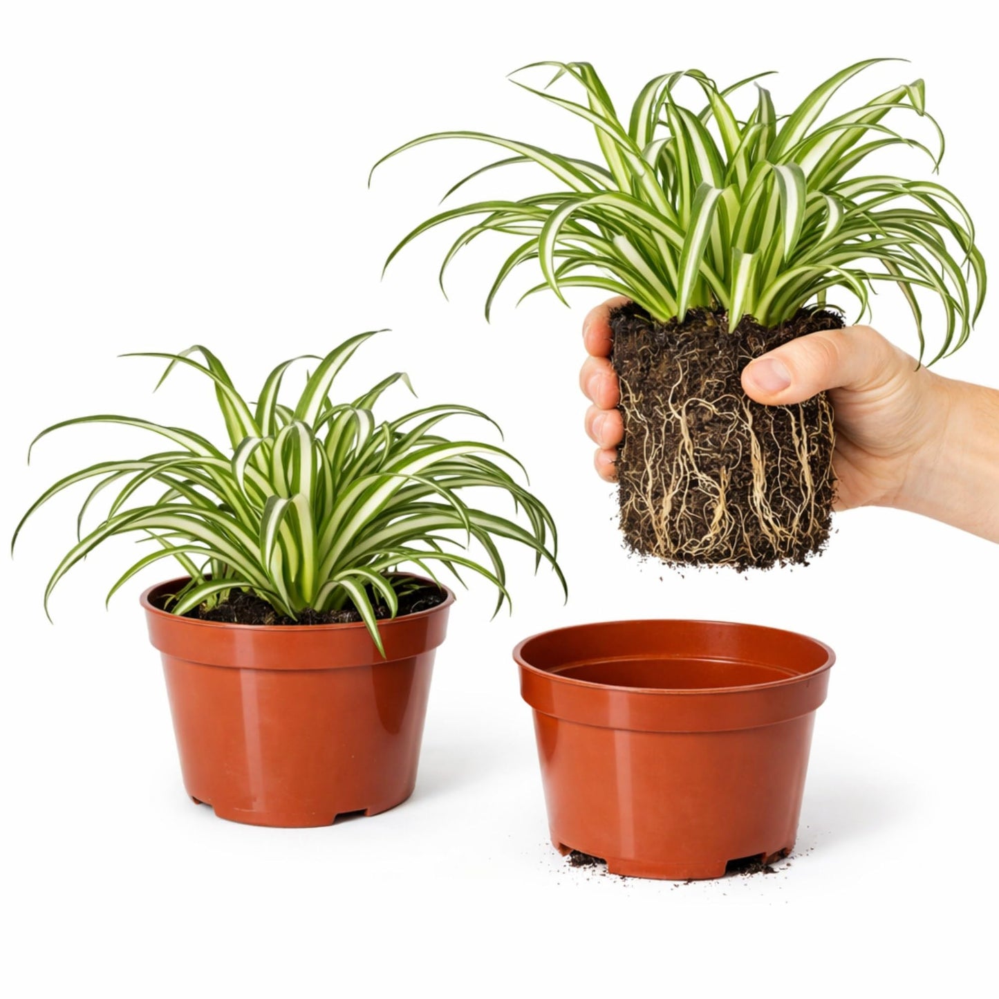 Easy to Grow Spider Plant Variegated 2 Full Size Potted Plants - Large Established Houseplants in 4" Quart Pots - Indoor Outdoor, Low Maintenance, Air-Purifying (Not Starter Plugs)