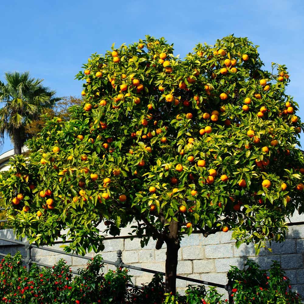 Brighter Blooms - Cara Cara Orange Tree, 2-3 ft. - No Shipping to AK, AL, AZ, CA, FL, GA, HI, LA, MS, OR, TX