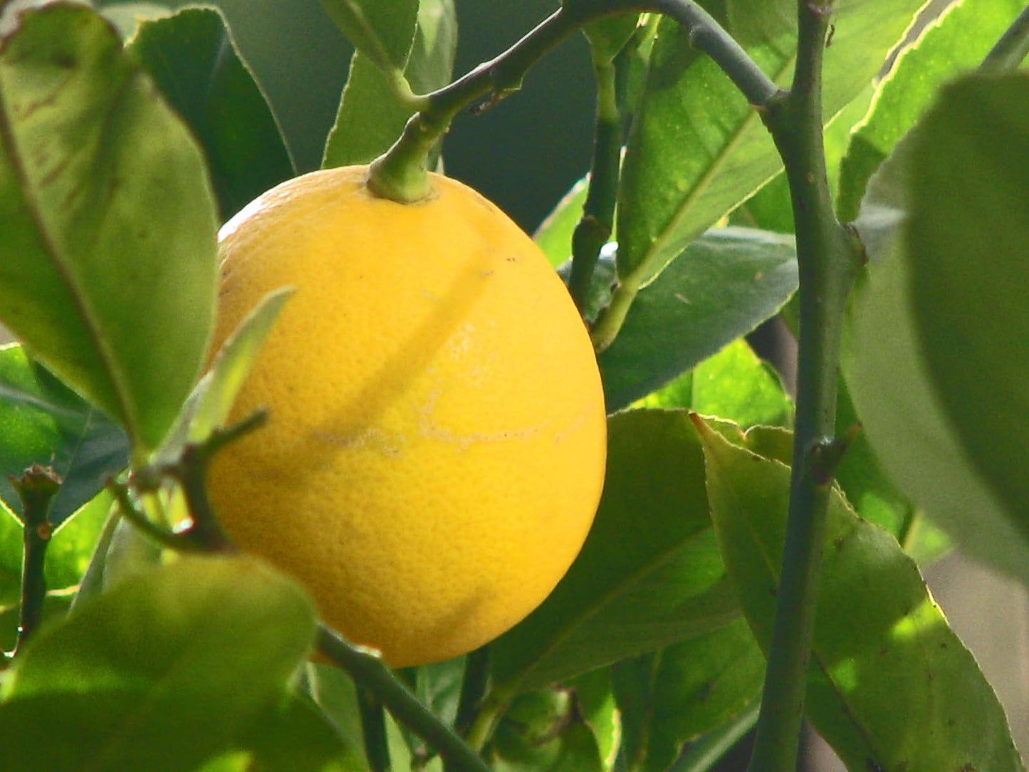 Live Plant - Meyer Lemon Tree - 26-30" Tall - Live Fruit Plant - Gallon Pot - Citrus × meyeri