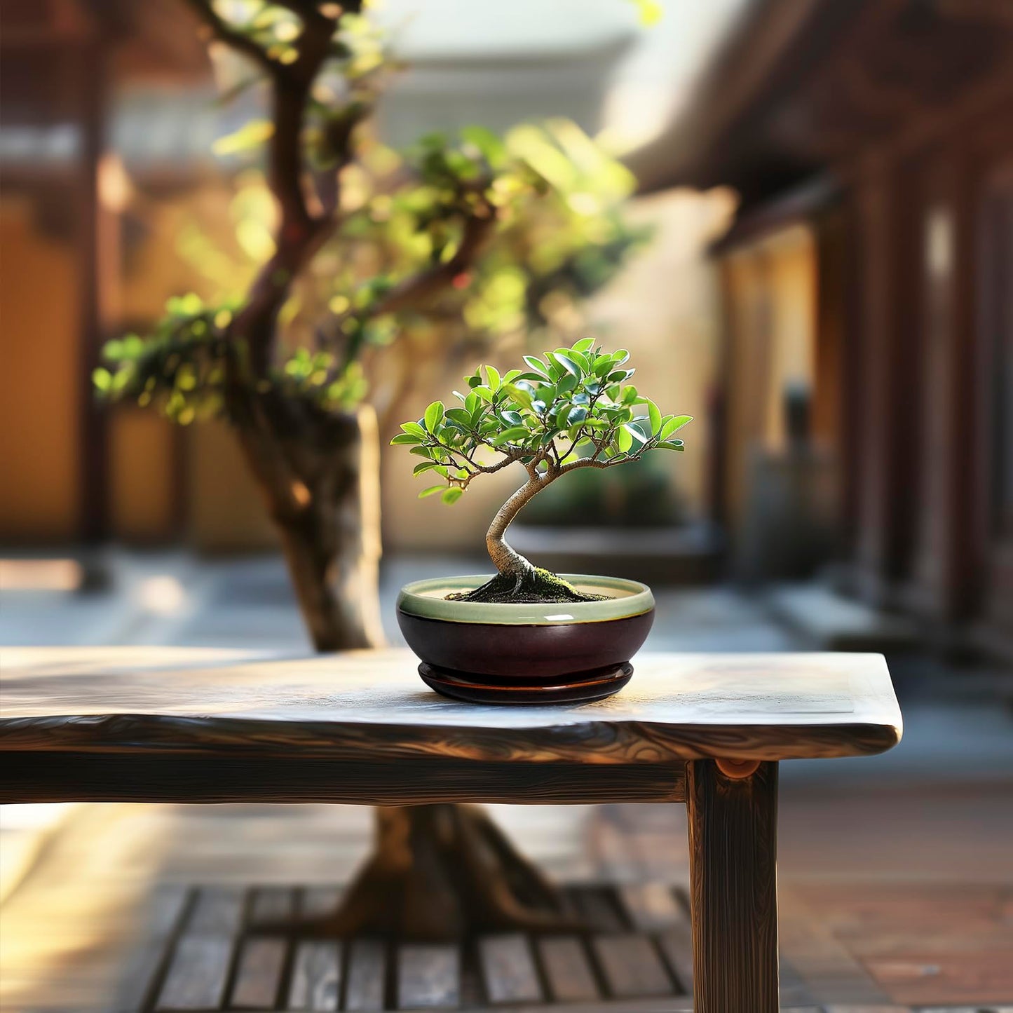 SQOWL Succulent Pots 6 Inch - Shallow Ceramic Planter, Bonsai Pot with Drainage Hole and Saucer, Round Ceramic Succulent Planter for Indoor Outdoor Plant, Kitchen Decor, Plant Lover Gift, Green-Brown