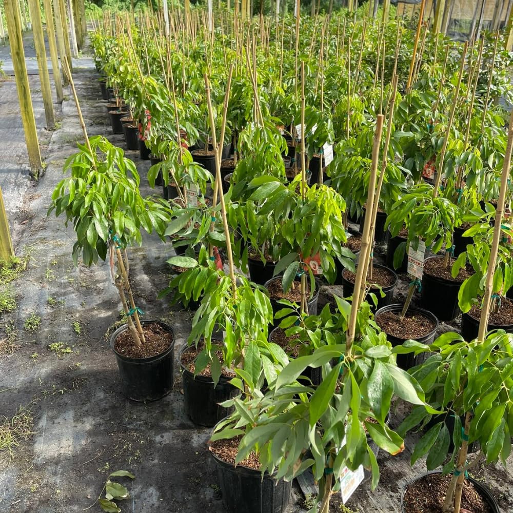 Sweetheart Lychee Tree Live 2-3 Feet Tall, Lychee Plant Live in Gallon Pot, Litchi Fruit Tree, No Shipping to CA