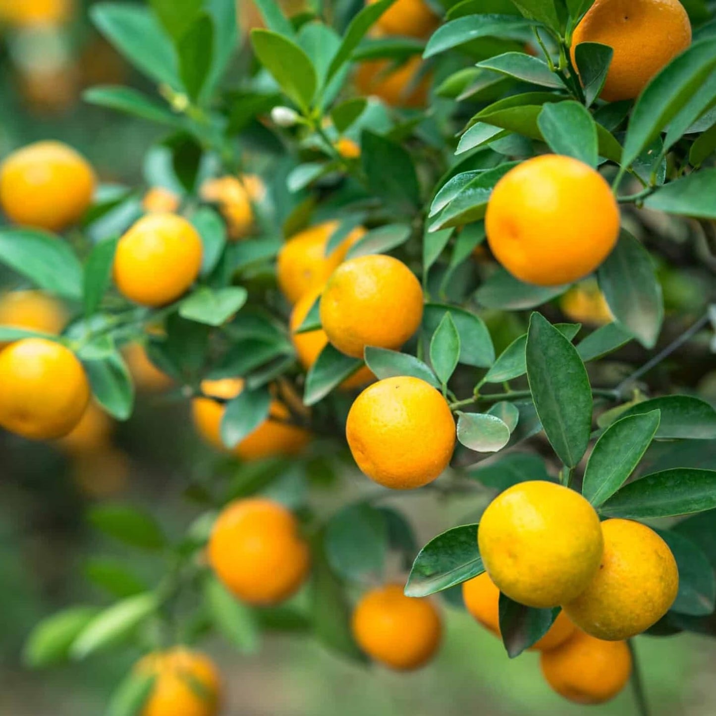 Calamansi Tree Live Plant, Sour Citrus Tree for Outdoor Planting, Calamondin Tropical Plant 2-3 Ft Tall in 5 Gallon Pot