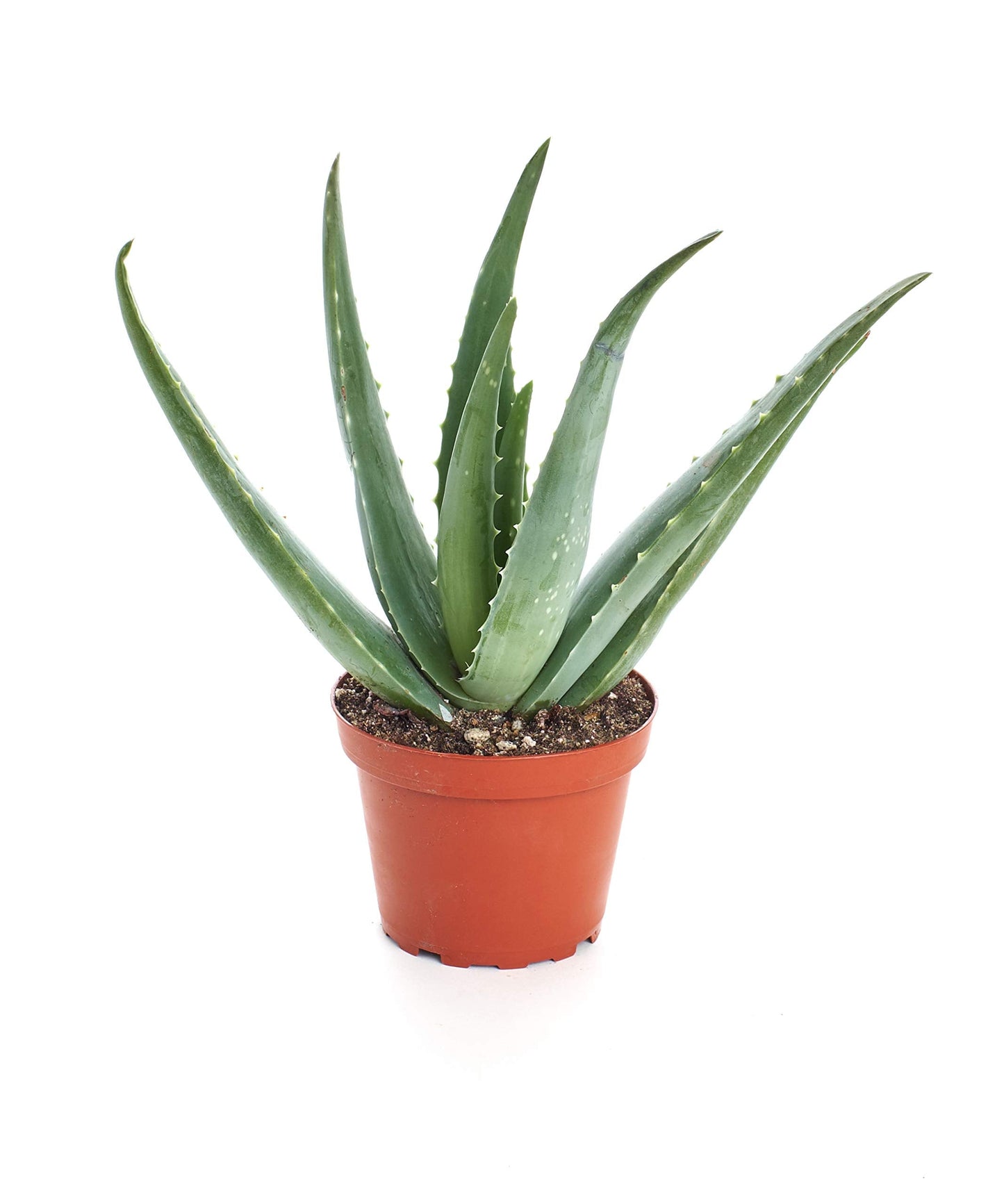 Shop Succulents Aloe Vera Succulent Plant, Hard to Kill Plants, Fully Rooted Live 4" Succulent Plant, Low Maintenance Indoor Plant, Hardy Trailing Succulents, Gift & Garden