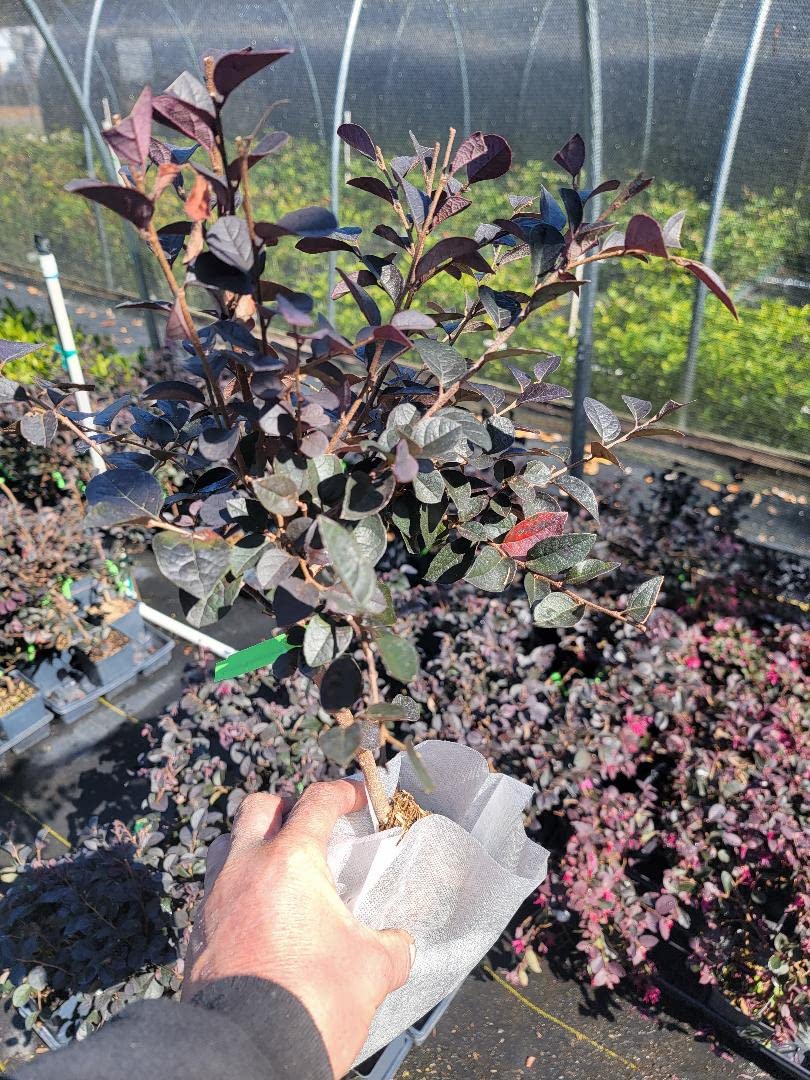 Carolina Midnight Loropetalum (Chinese Fringe) - Live Plant - (1 QT)