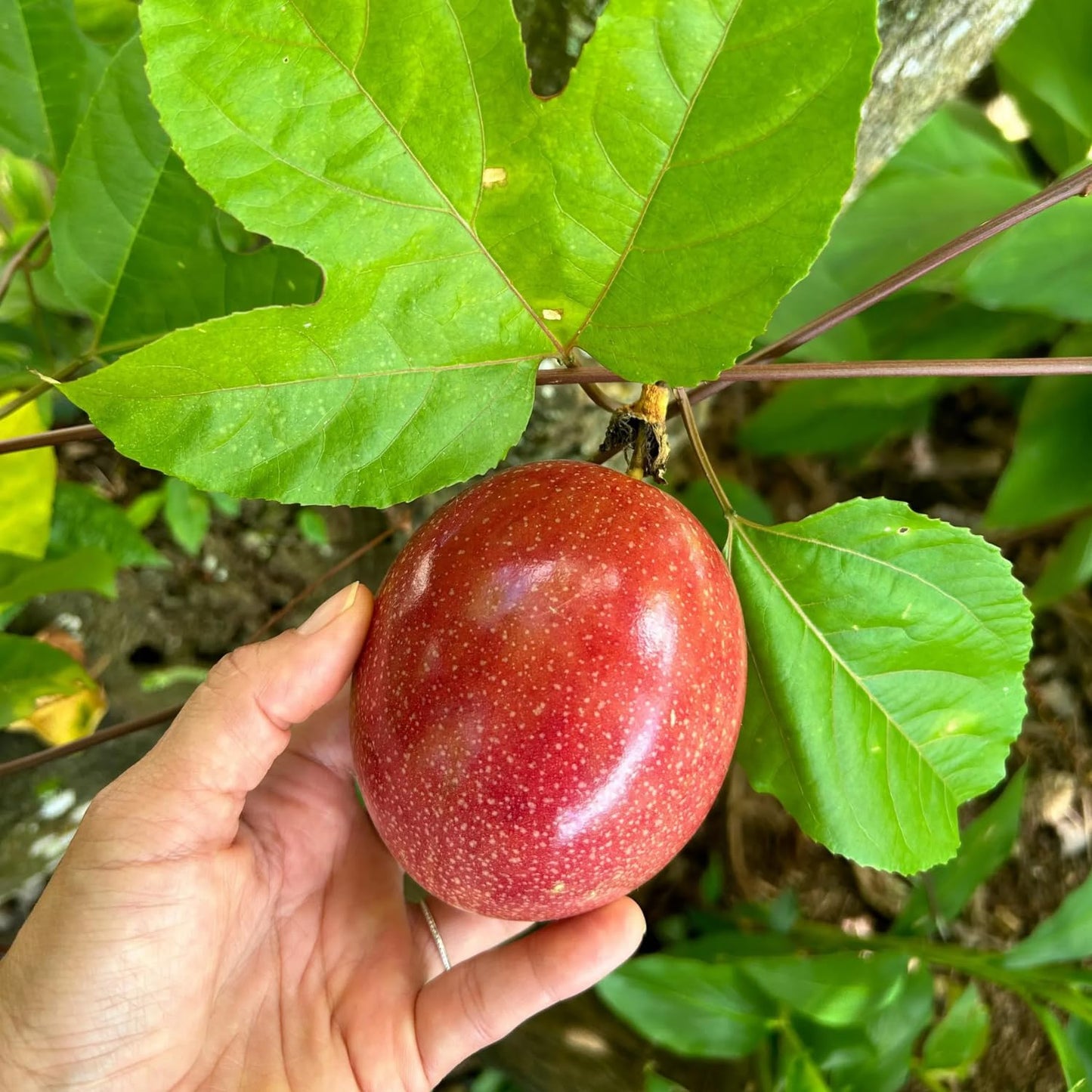 Passion Fruit Plant Live 4-7 Inch, Passionfruit Vine for Outdoor Garden, Tropical Climbing Vine for Trellis, Fence or Backyard Growing (Red Passionfruit)