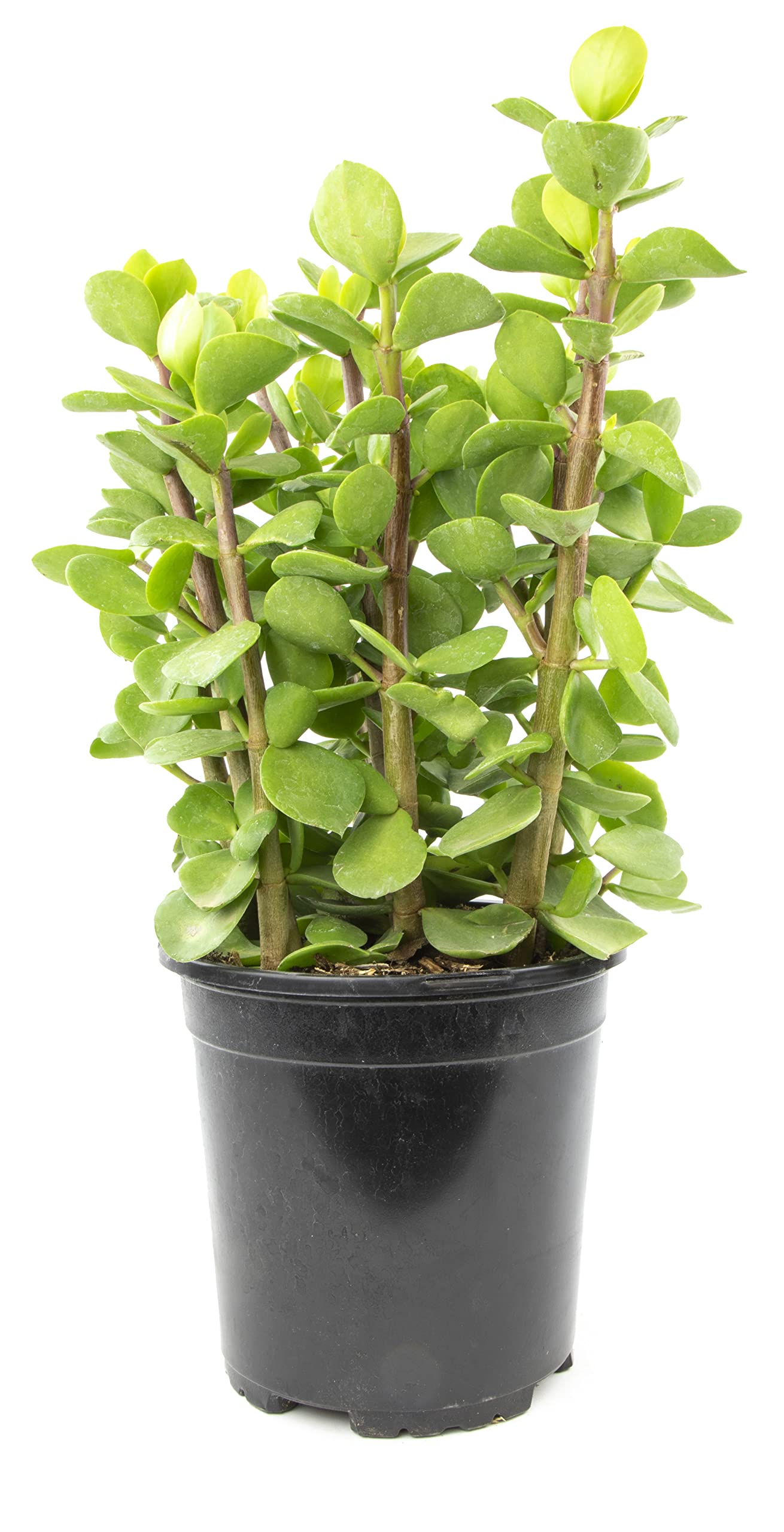 Succulents Plants Live Indoor Plants, Portulacaria Mammoth Live Houseplants, Live Succulents Live Plants Indoor Succulent Plants, Indoor Plant Real Succulents Plants House Plants by Plants for Pets