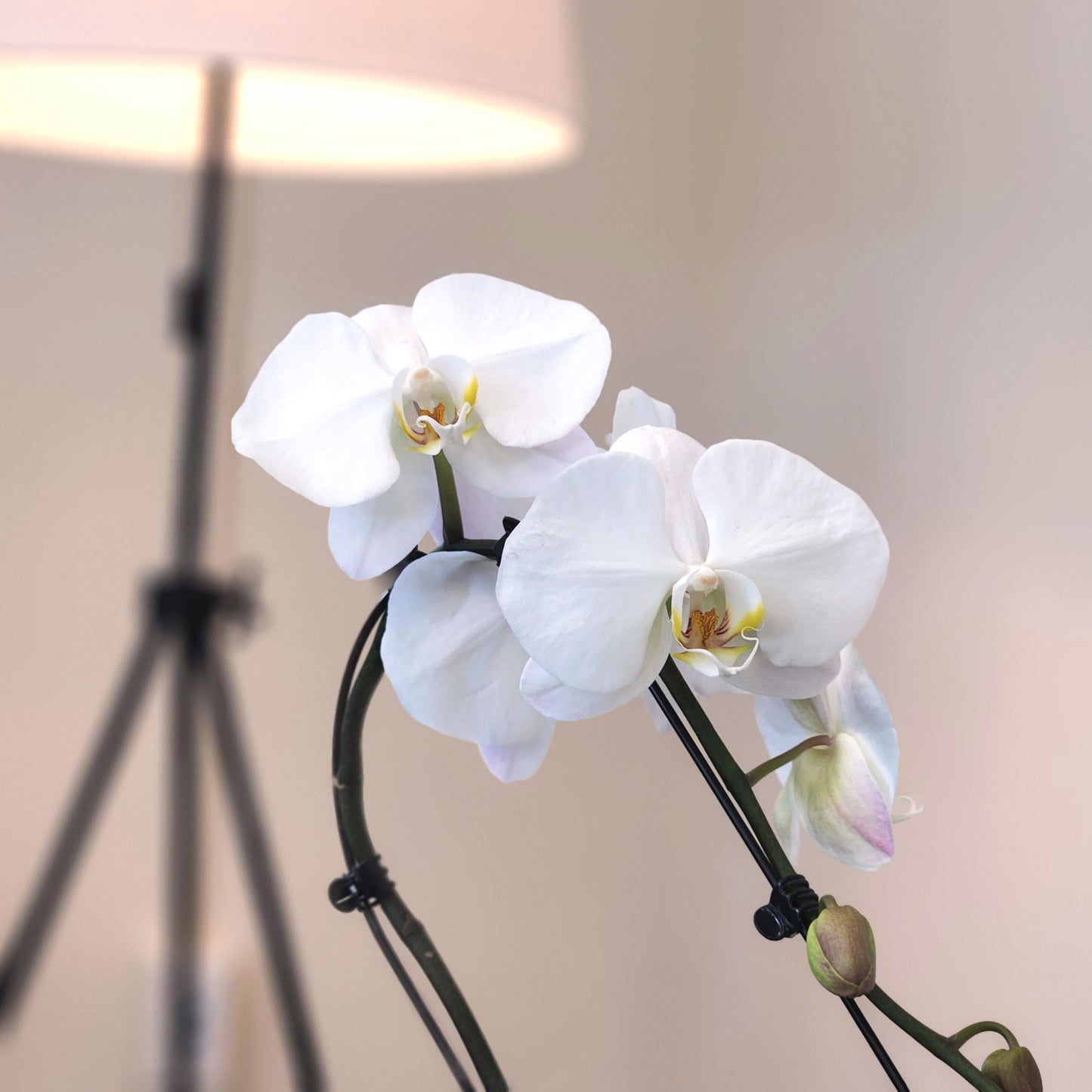 Large White Live Orchids Blooming in 5" Blue & White Orchid Pot, Pet Friendly Live Plant Gifts for Plant Lovers, Approx. 22"+ Tall, Real Houseplants, Phalaenopsis Moth Flowers by Plants for Pets