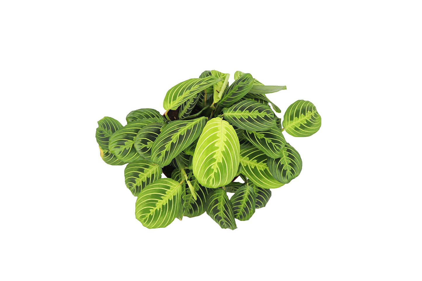 Lemon Lime Maranta - 8" from California Tropicals