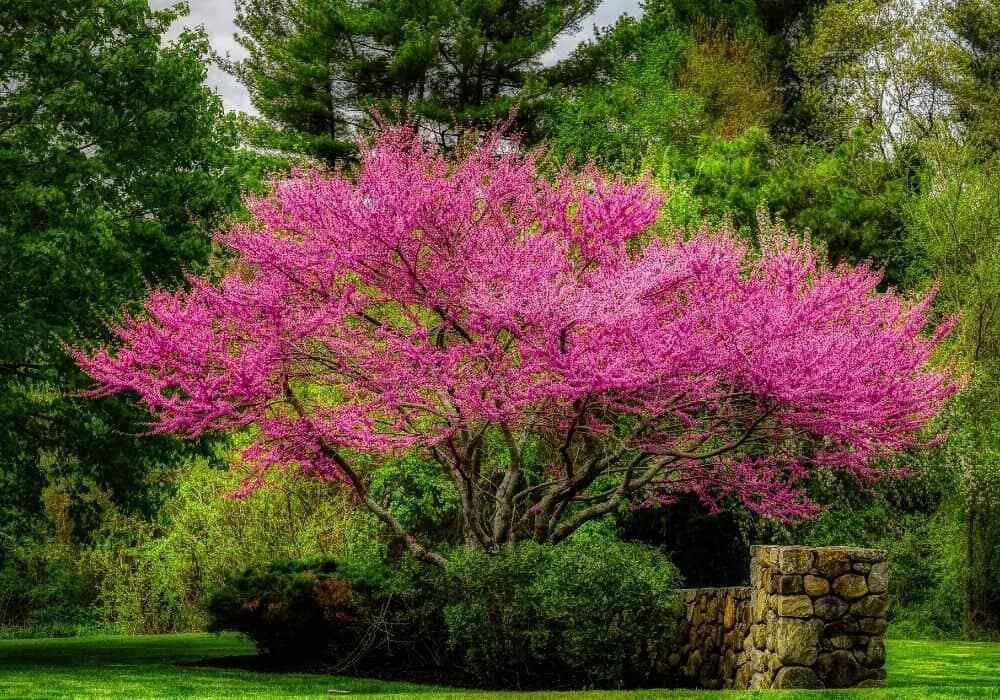 Live Plant - Eastern Redbud Tree - 18-24" Tall Seedling - Live Plant - Cercis candensis