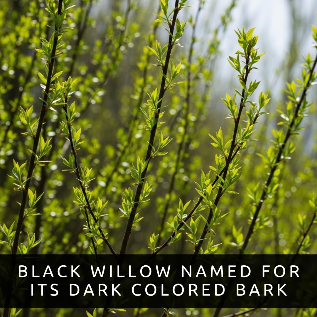 Blackskin Willow Bonsai Tree Cutting to Grow - Rare Dark Branches, Easy-to-Grow Bonsai for Indoor & Outdoor Decor, Beginner-Friendly, Unique Miniature Tree Gift, Fast Growing