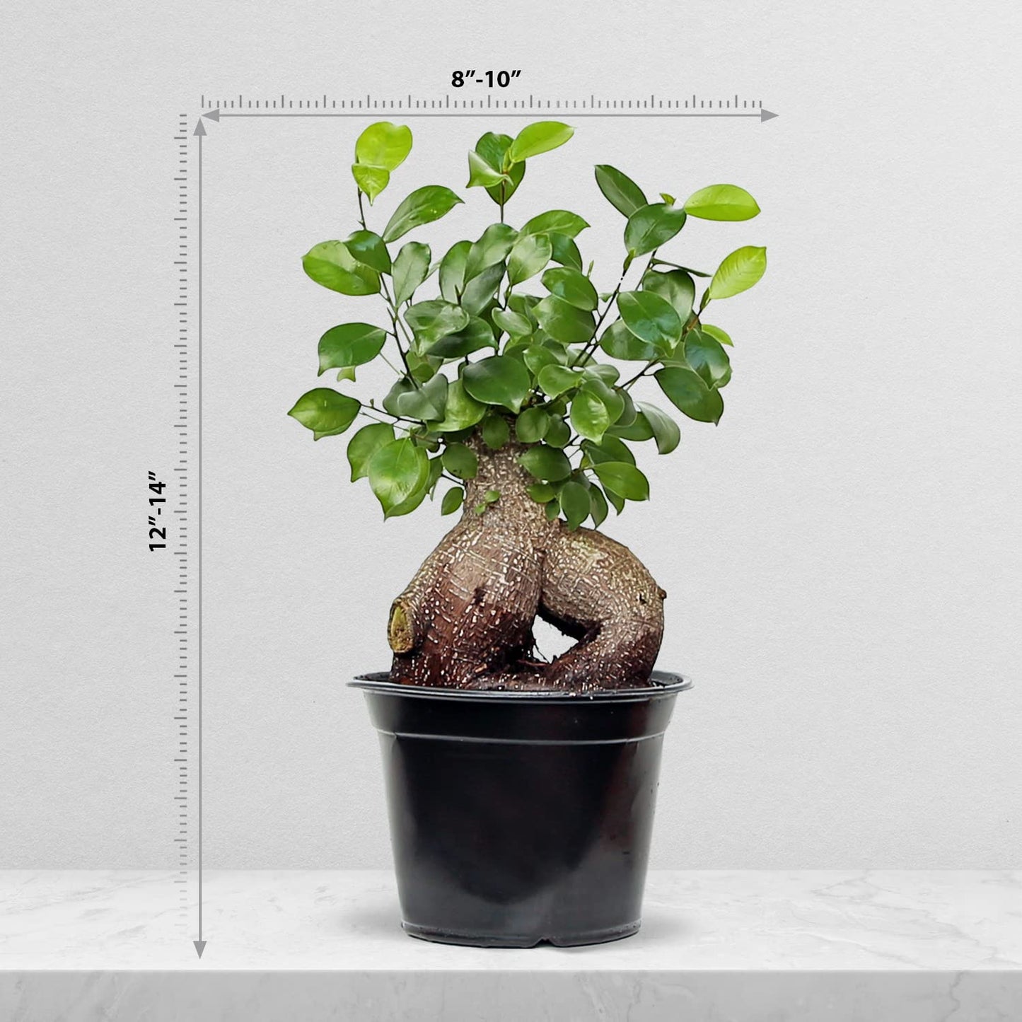Live Ginseng Ficus, Ficus Retusa, Taiwan Ficus, Banyan Fig, Bonsai Houseplant, Birthday Gift, Housewarming Gift for The Home, Plant Lover Gift, Live Potted Houseplant in 6" Pot