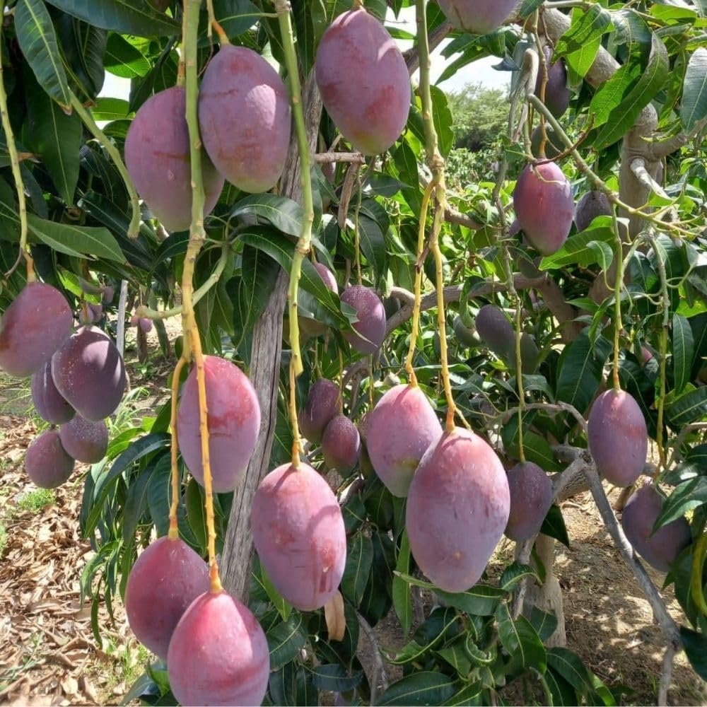 Tommy Atkins Mango Tree 2-3 Gal Pot, Grafted Mango Plant for Backyard Garden Patio, Live Tropical Fruit Tree