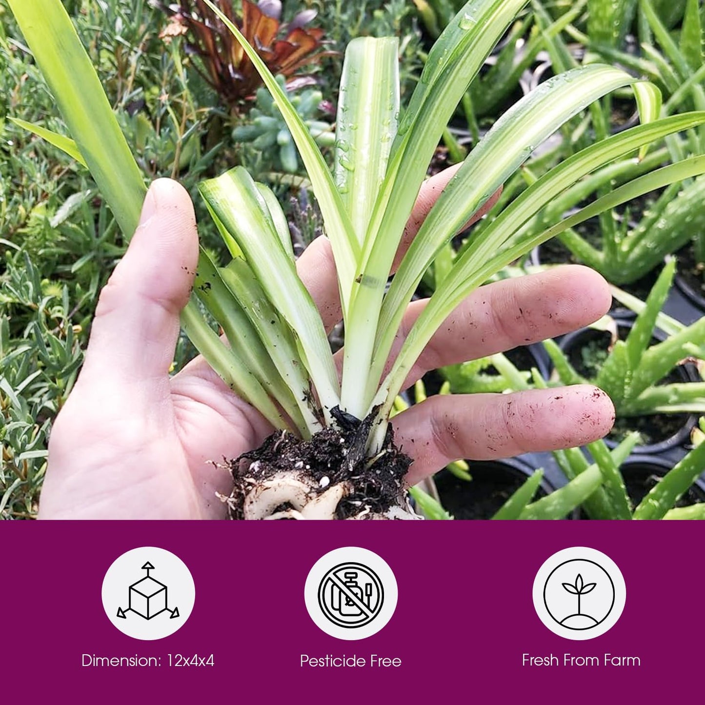 Hawaiian 2 Pack Live Spider Plants - Starter for Home & Office Decor - Air Purifying Rare Houseplants with White & Green Striped Foliage - Easy to Grow Indoor & Garden Plant (Pack of 1)