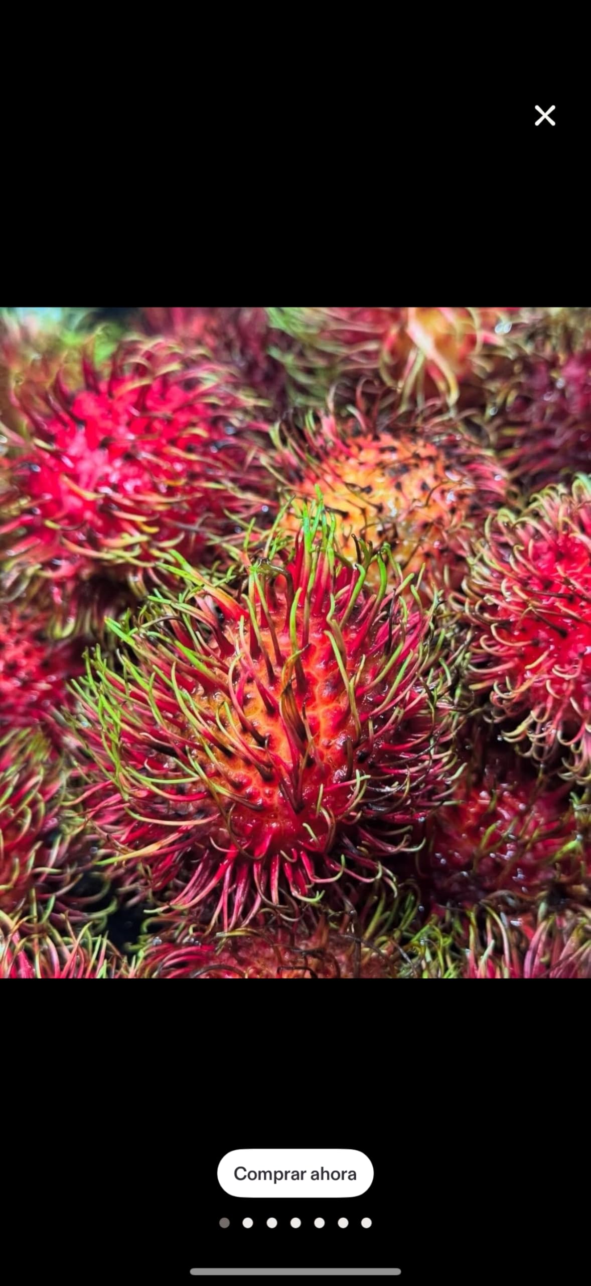 Grafted Rambutan (Nephelium lappaceum) Tropical Live Fruit Tree (2-3ft) rambutan injerto Plant