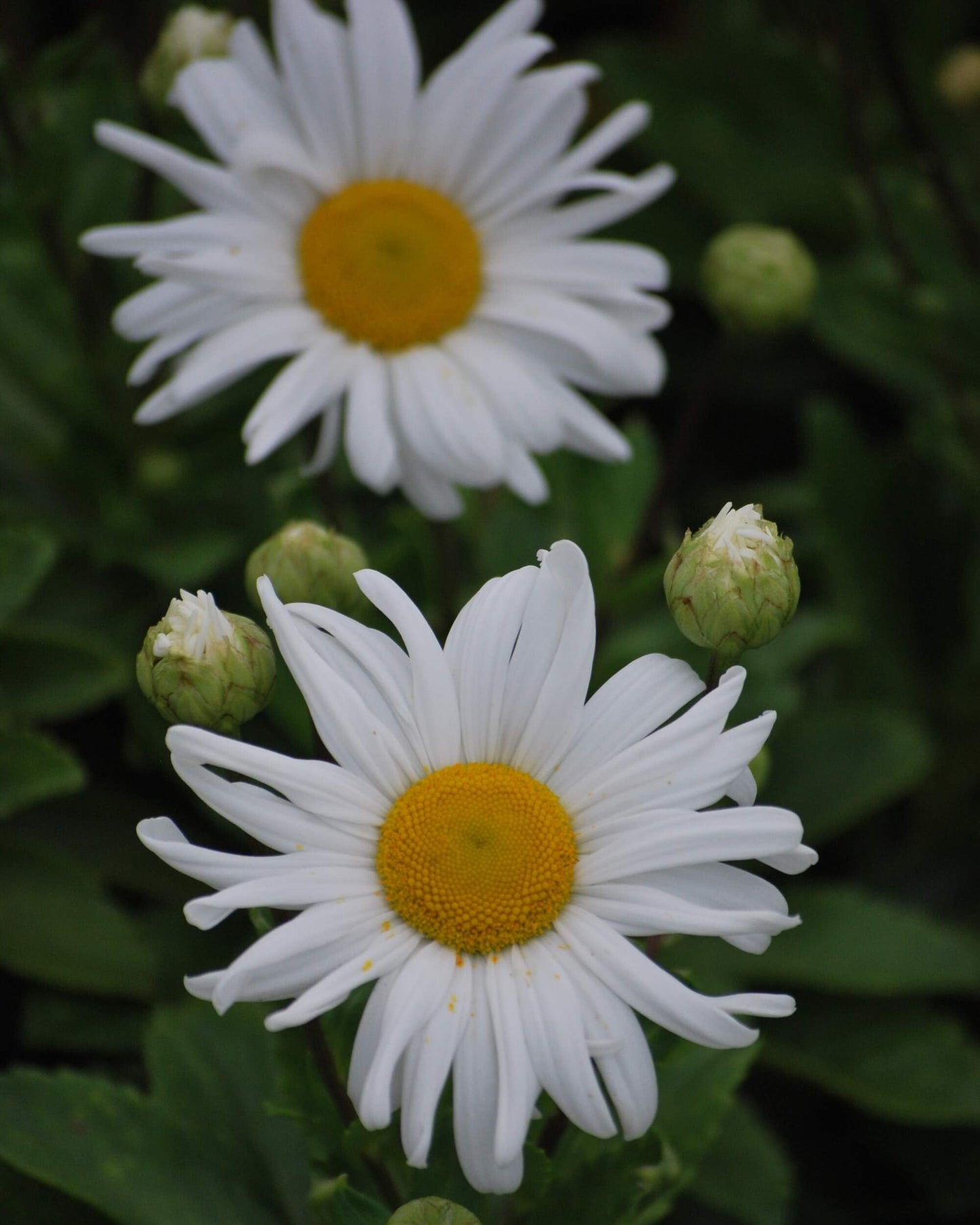 Perennial Farm Marketplace Chrysanthemum nipponicum (Nippon Daisy) Perennial, Size-#1 Container, Big White Flowers