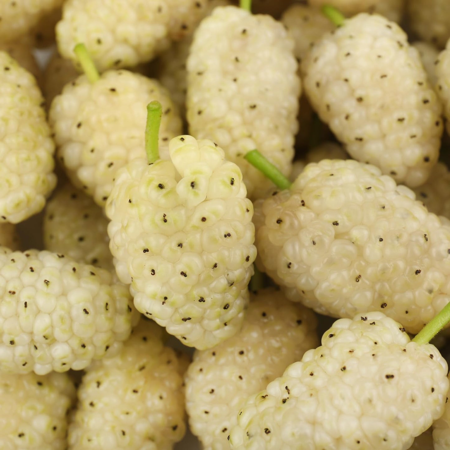 2 White Mulberry Plants - 12-18" Tall Live Plants - Sweet Mulberry Fruit Trees for Planting - Edible Berries Seedlings - Murus Alba - (2 Pack)