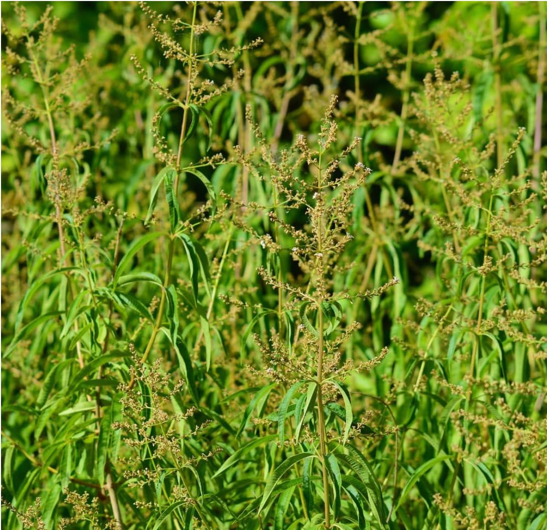 Lemon Verbena Plant, 4-Inch Tall, Well Rooted, Easy Care, Aromatic and Edible Herb Live Plant, Ideal for Containers, Patio & Outdoor Planting