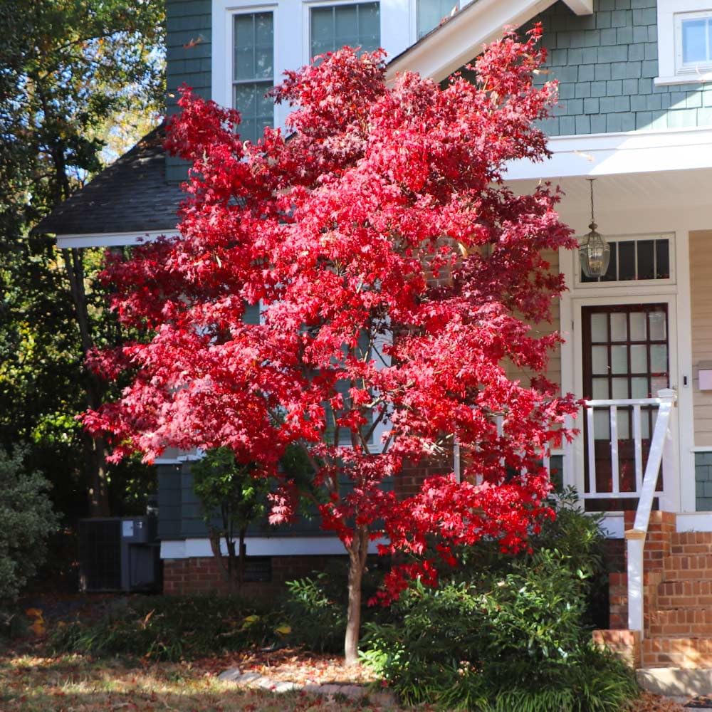 Brighter Blooms - Bloodgood Japanese Maple Tree, 3-4 ft. - No Shipping to AK, AZ, HI