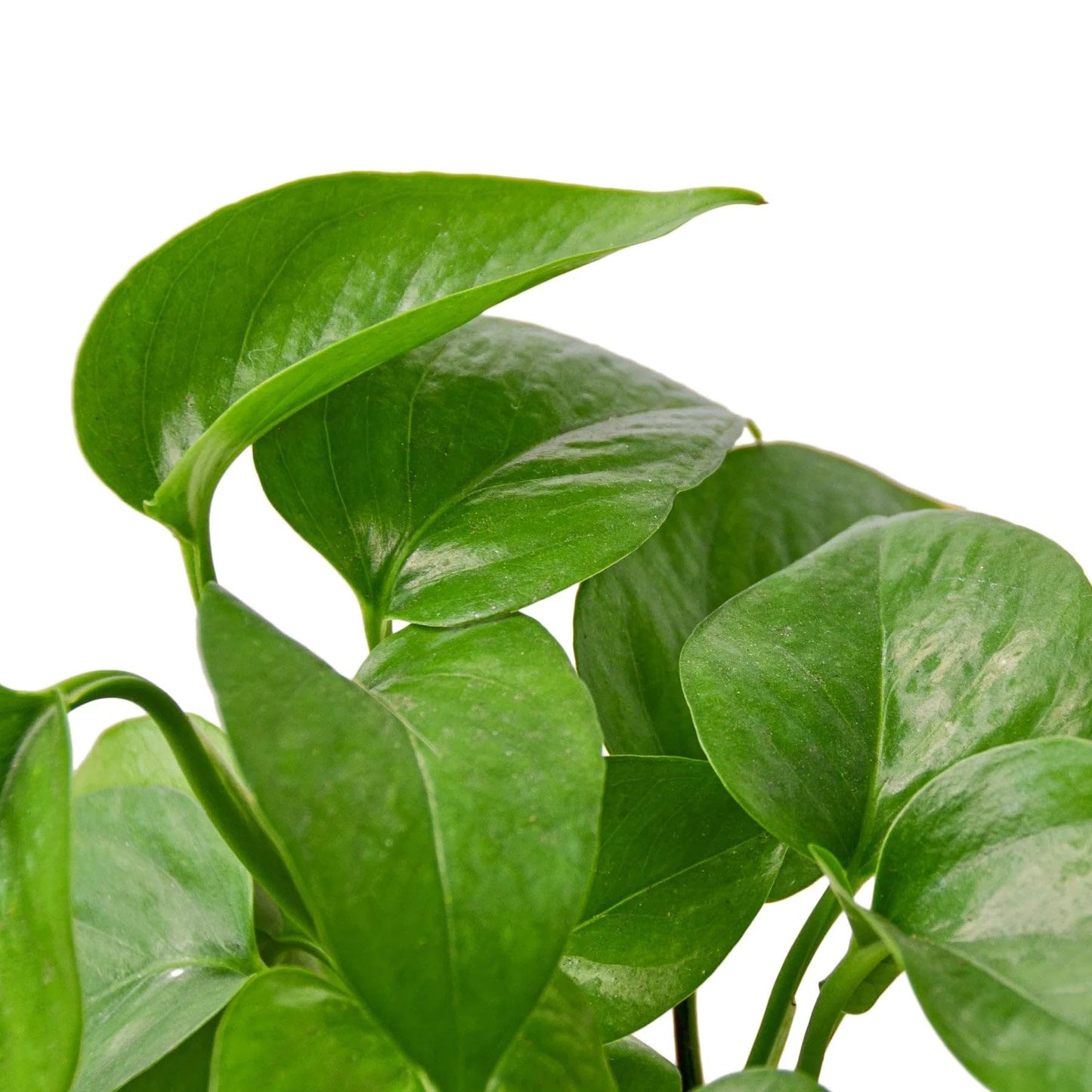 Pothos 'Green Queen' | Live Plant for Indoor & Outdoor | for Living Room, Office, Bathroom | (6" Pot)
