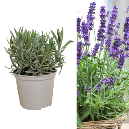 Carbeth Plants English Lavender Herb Plant 1 x Large 14cm Pot – Upright, Bushy Purple Lavender for Indoor & Outdoor Growing – Scented Garden Plant for Pots, Borders & Pollinators