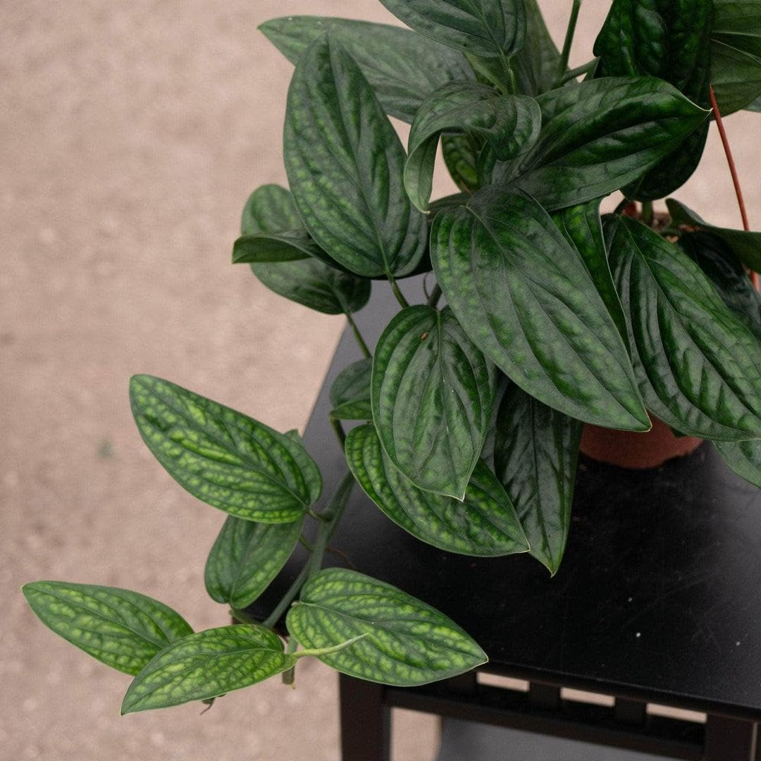 RedCrocus - RedCrocus Peru Monstera Deliciosa 'Peru' - Indoor Tropical Foliage Plant, Large Perforated Glossy Leaves, Pet & Deer Resistant, Indoor & Container Friendly 6" Pot