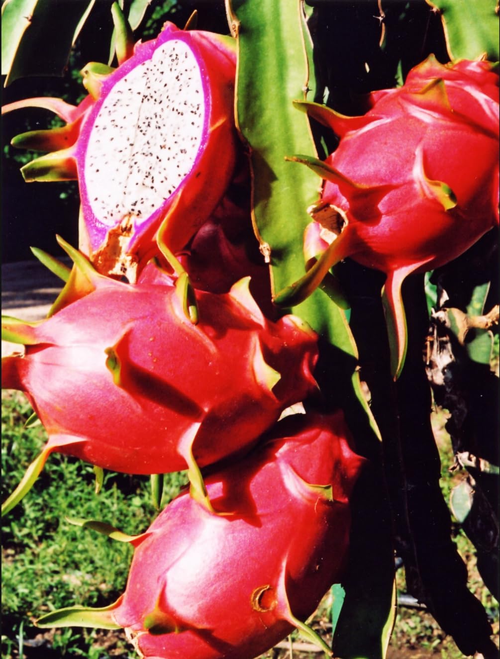 50 PCS Seeds Pitaya Bonsai Tree Plants Dragon Fruit Garden Red Meat Pitaya Seeds Heirloom