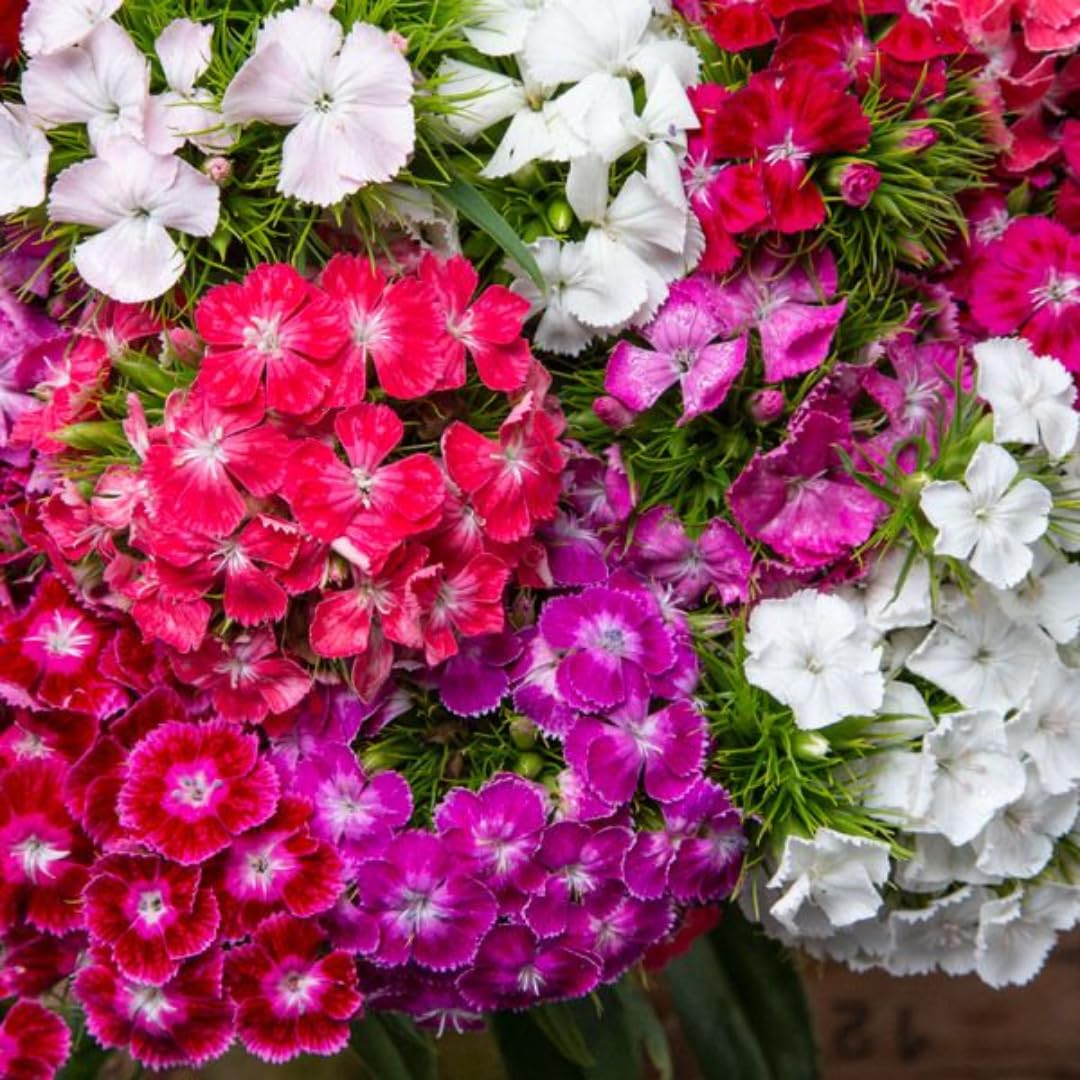 Random Color Dianthus Live Plant, Dianthus Carnation Perennial Plant Live, Very Fragrant Mixed Colors, Size 3-6 Inc in Pot