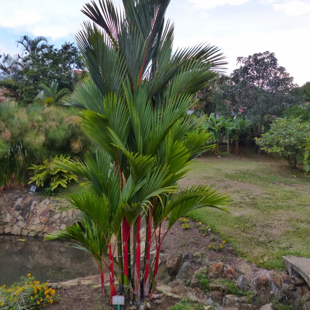 Palm Tree Plant, Live Tropical Palm Tree, Fully Rooted in 3 Gallon Pot, Ready for Outdoor Planting (Red Lipstick Palm)