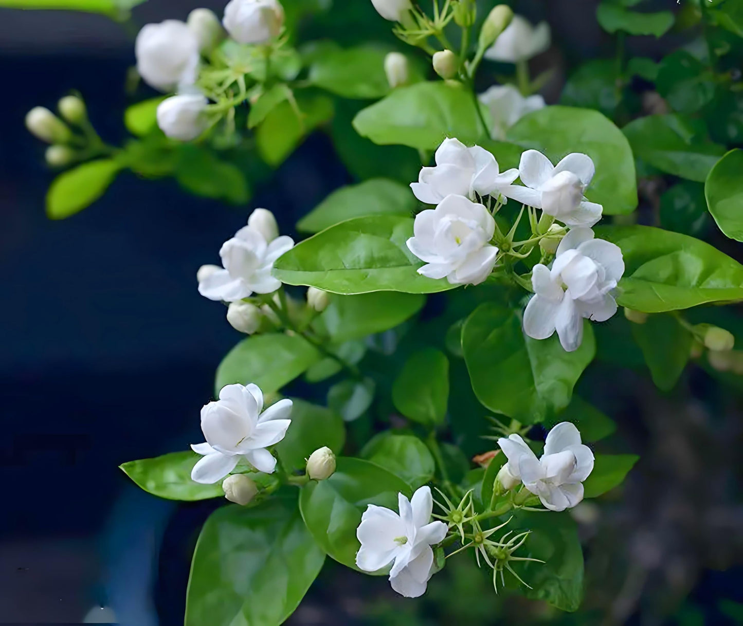 50 Pcs Jasmin Seeds for Planting Fragrant Flower Seeds for Home Garden Decor