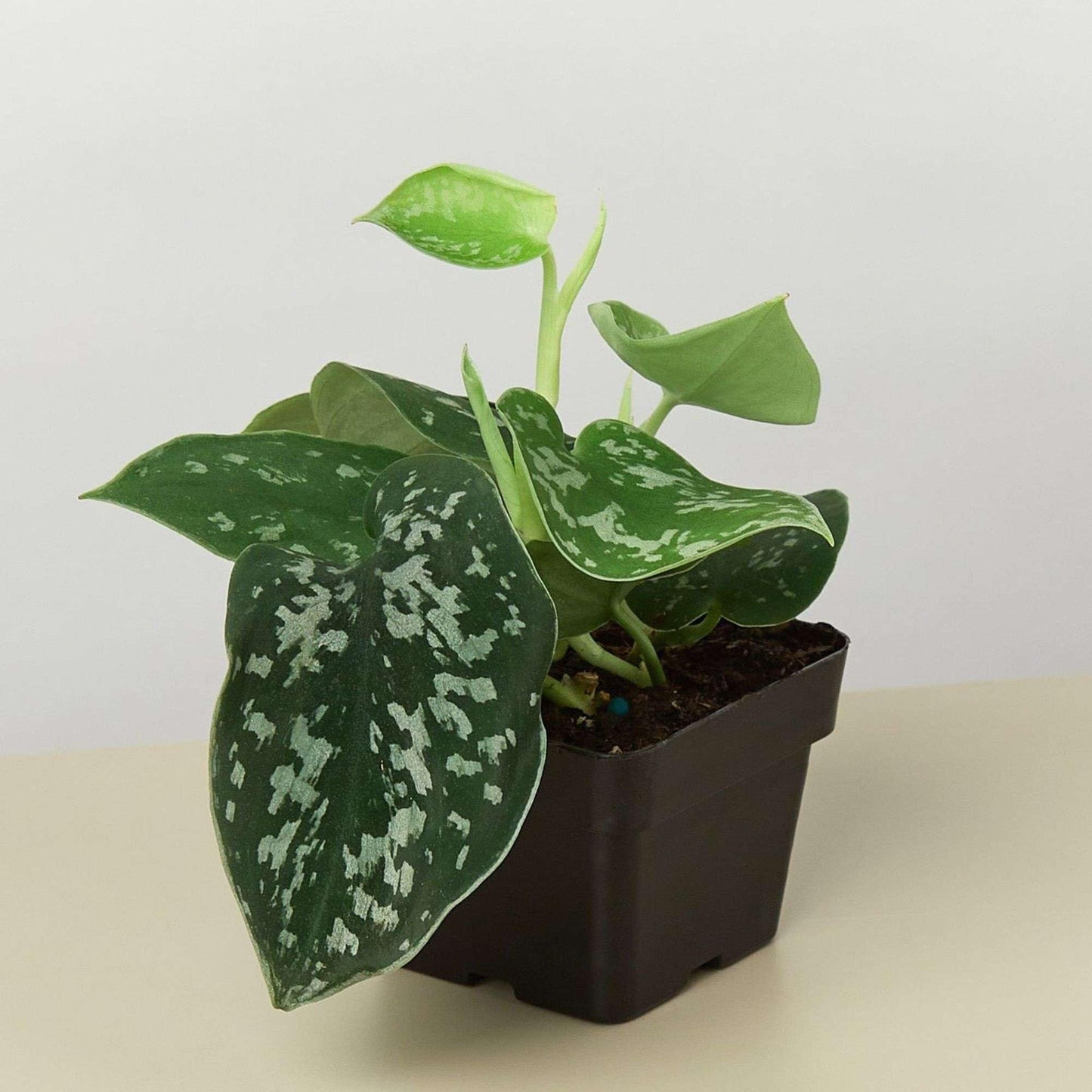 Pothos Satin Live Plant for Indoor | Different Houseplants in 4'' & 6'' Pot | Real House Plant for Living Room, Office, Desk & Bathroom | Silver Vine | Scindapsus Ictus Argyraeus