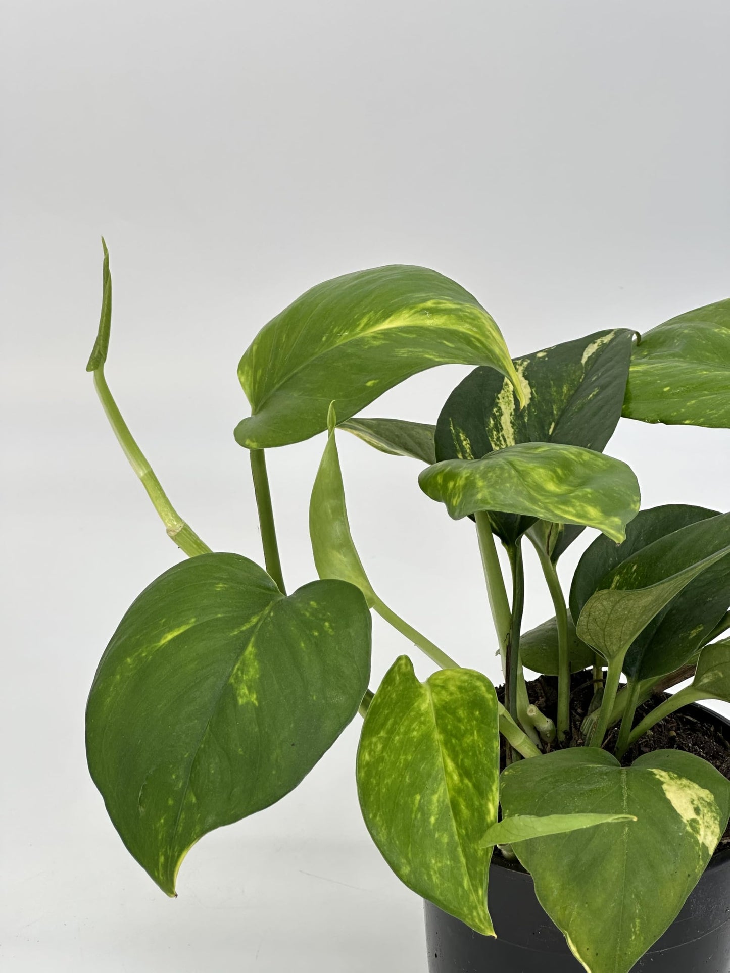 Live Pothos Vining Plant in 5” White Duo-Tone Decorative Metal Pot | Indoor Houseplant, Easy Care| Low Maintenance Plant, Air-Purifying Houseplants