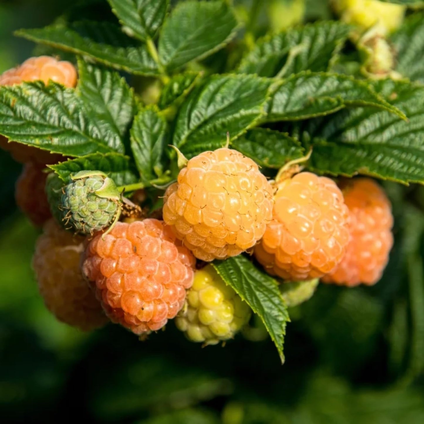 4 Mixed Raspberry Plants Live, 5-9 Inch Tall, Raspberry Fruit Trees for Outdoor Growing, Raspberry Seedling
