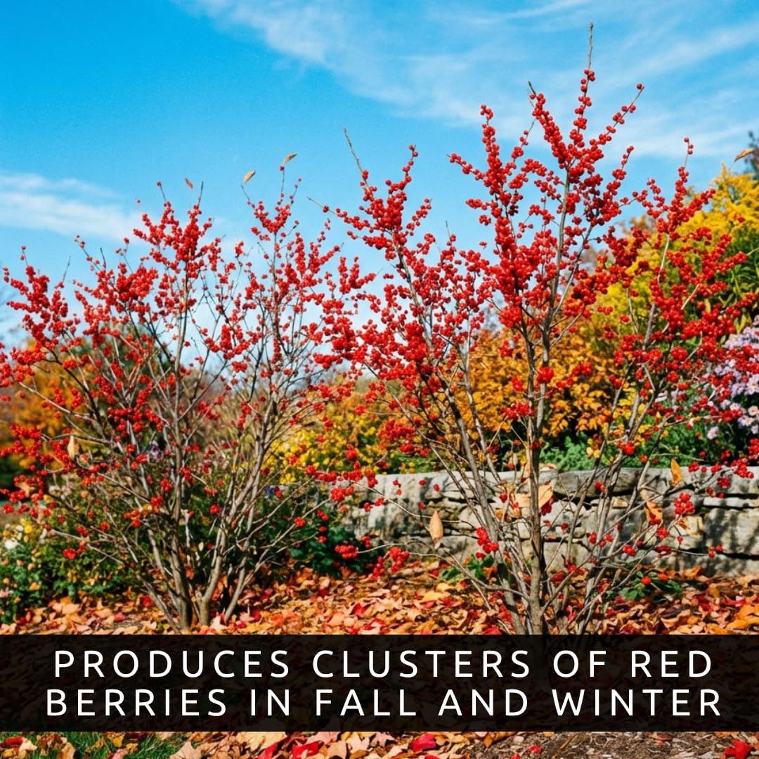 3 Winterberry Holly Plants for Growing (Ilex verticillata) Live Shrubs | Brilliant Red Winter Berries | Native Deciduous Holly for Landscaping & Wildlife (3 Plants)