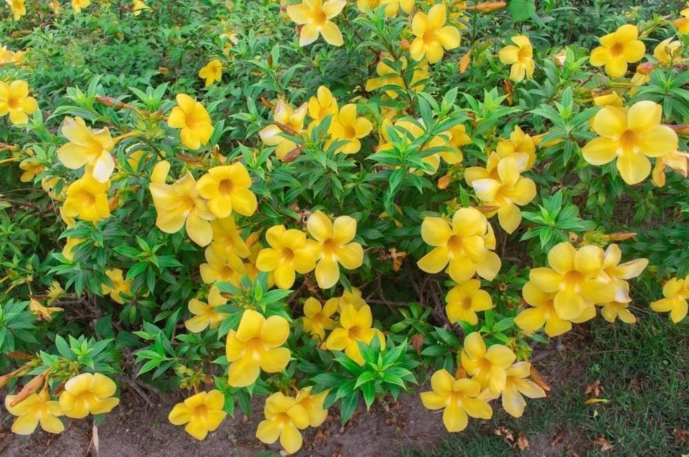 Yellow Flowering Allamanda Schottii | 10 Live Plants | Tropical Landscape Shrub, Low Maintenance, Outdoor Flowering, Evergreen Bush, Fast Growing, Bright Blooms, Heat Tolerant