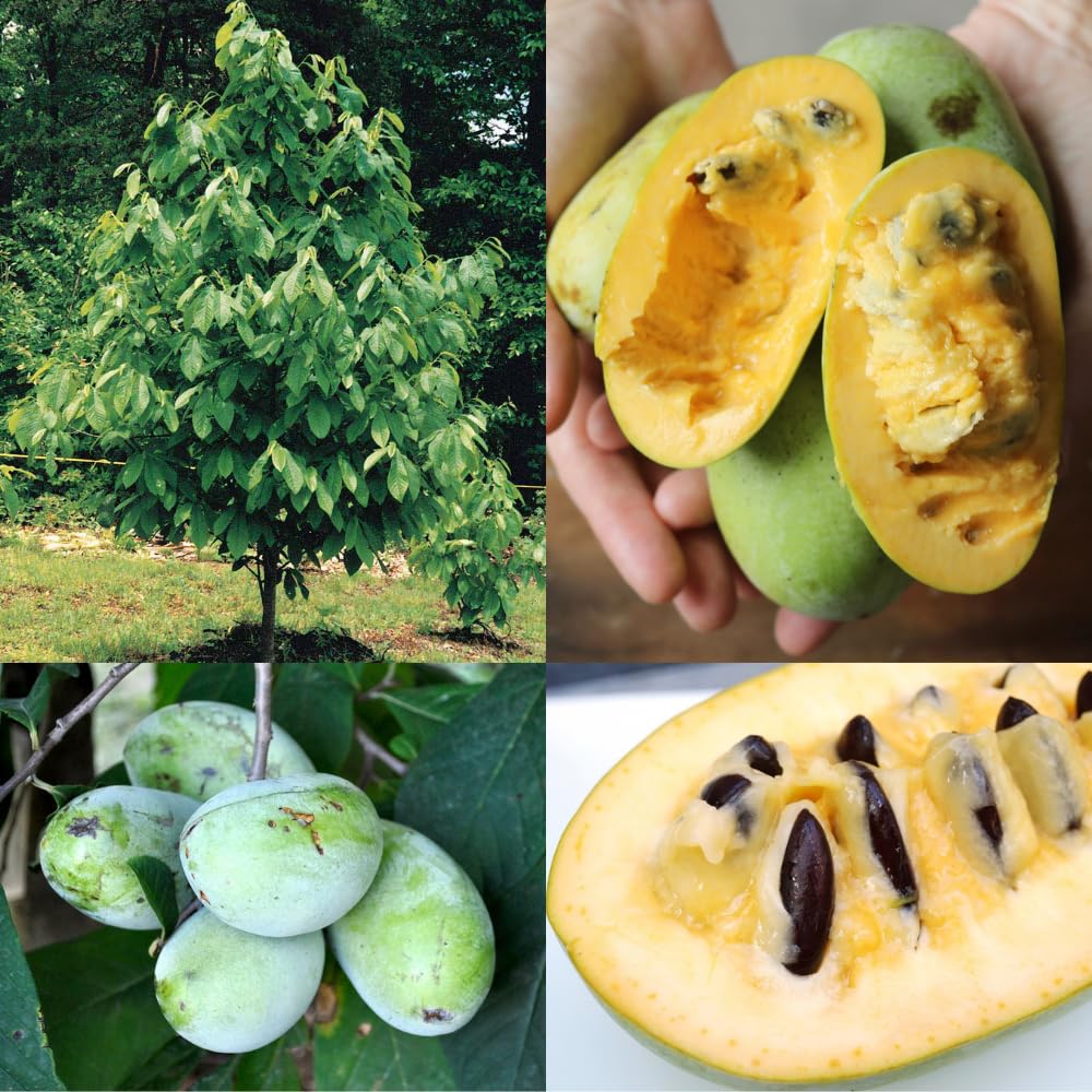 2 Pots Pawpaw Trees Live Plants, 6-12" Bare Roots Paw Paw Seedling Plants, 1 Year Old Well Rooted, Common Pawpaw Asimina Triloba