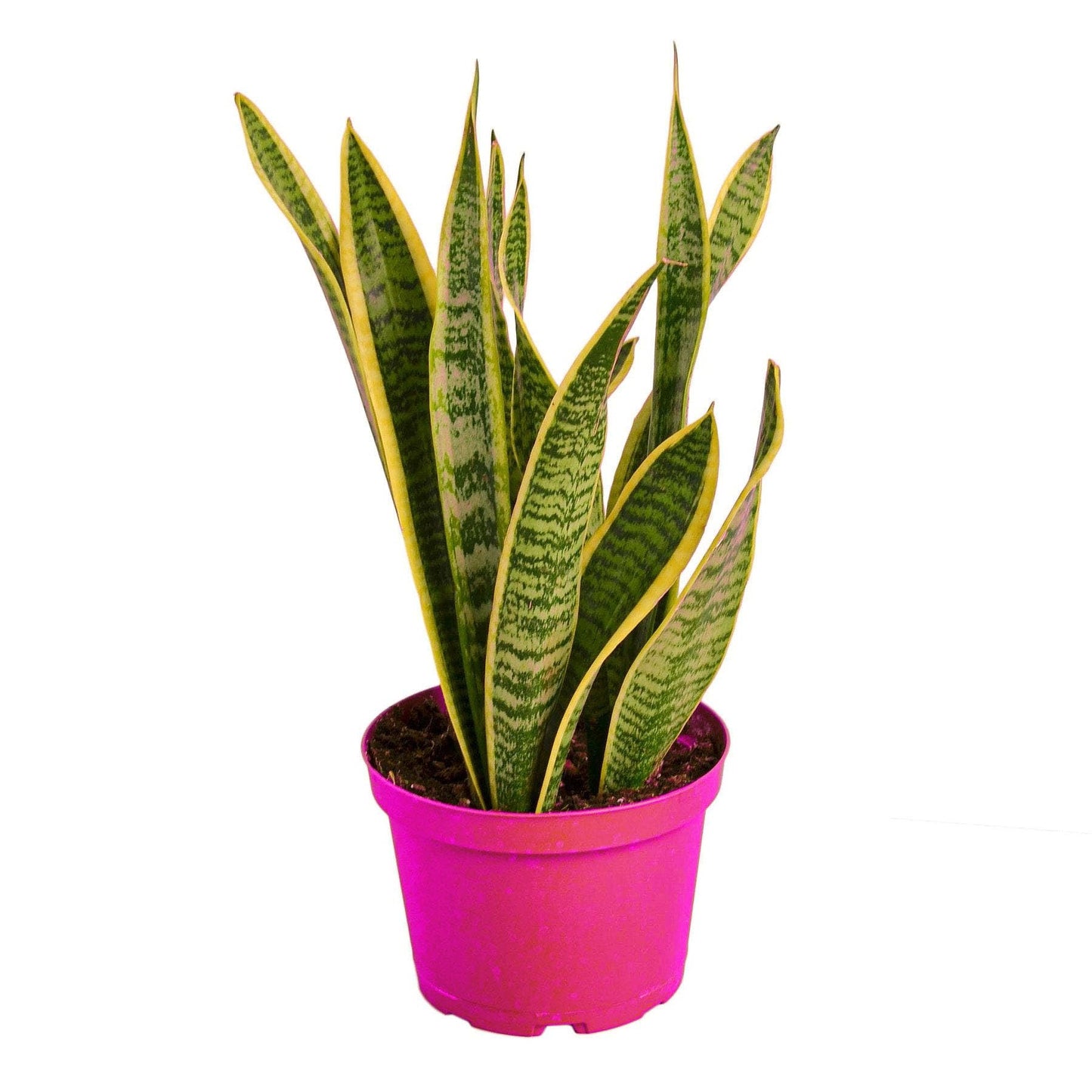 Snake Plant Laurentii - in 6in Pot - Live Plants Tropical Houseplants | Variegated | USA Growers | The Snobby Leaf