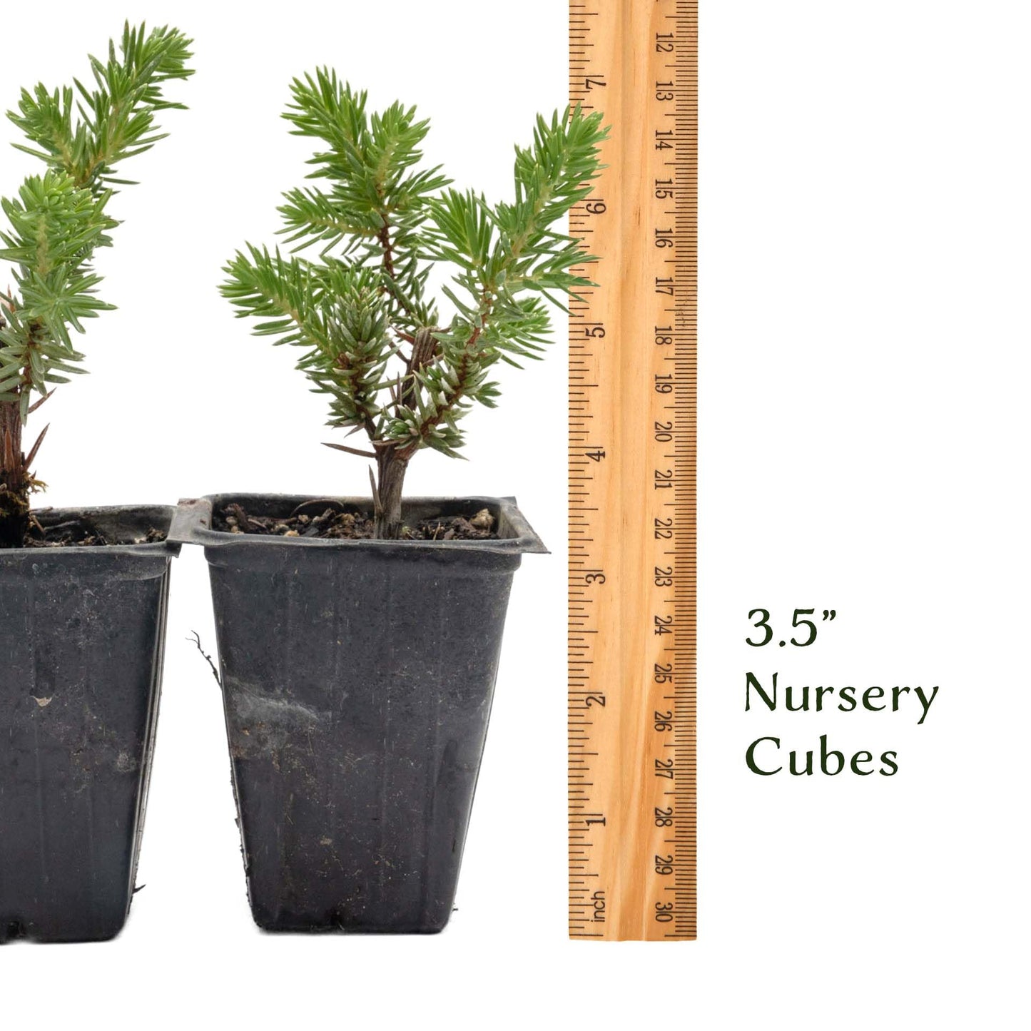 4 Blue Pacific Juniper in 3.5” Nursery Cubes (Juniperus conferta ‘Blue Pacific’) | Low-Growing Evergreen Groundcover for Slopes, Borders & Rock Gardens | Ready-to-Plant Live Starter Plants