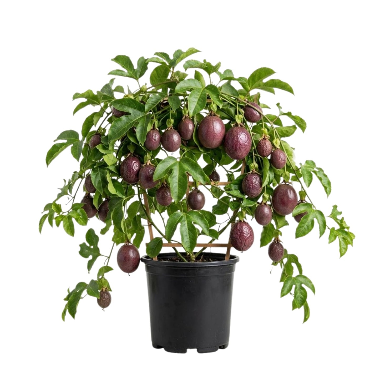 Purple Passion Fruit Tree Live Plant 1-2 Feet, Passionfruit Plant in Gallon Pot, High Yield, Fast Growing, Outdoor Garden Planting, No Ship to CA