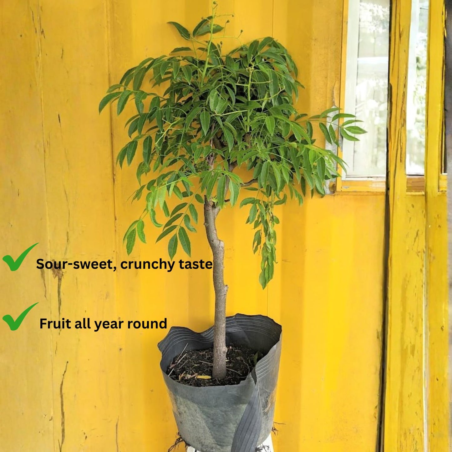 2-3Ft June Plum Tree Live Plant, 3 Years Old Tropical June Green Plum Fruit Trees, Zones 10-11 Outdoor Planting