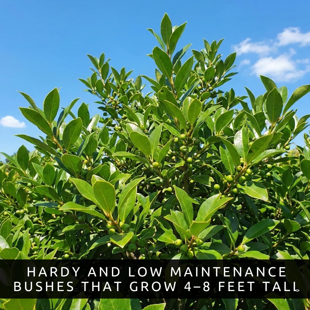 3 Winterberry Holly Plants for Growing (Ilex verticillata) Live Shrubs | Brilliant Red Winter Berries | Native Deciduous Holly for Landscaping & Wildlife (3 Plants)