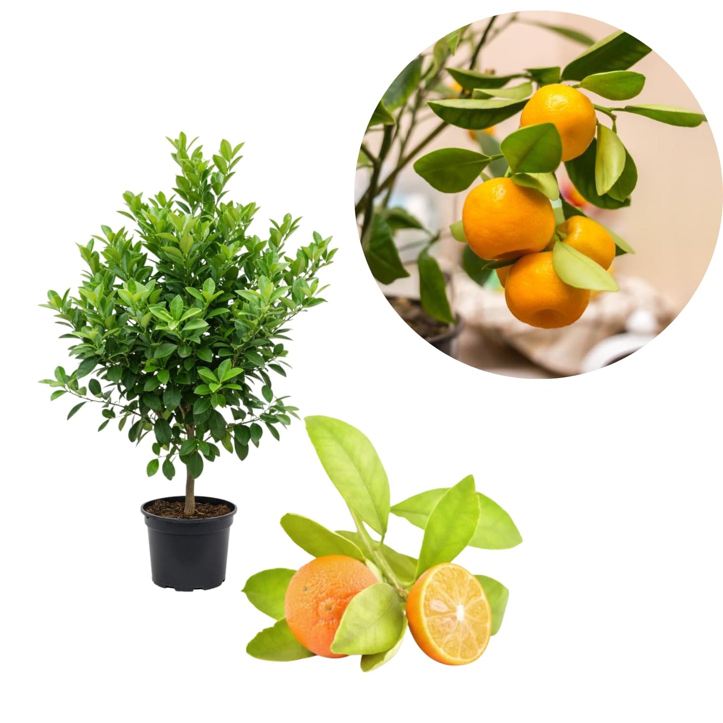 Calamansi Tree Live Plant, Calamondin Citrus Tree, Fruit Bearing Already, 2-3 Feet Tall in 3 Gallon Pot, Indoor Outdoor Planting