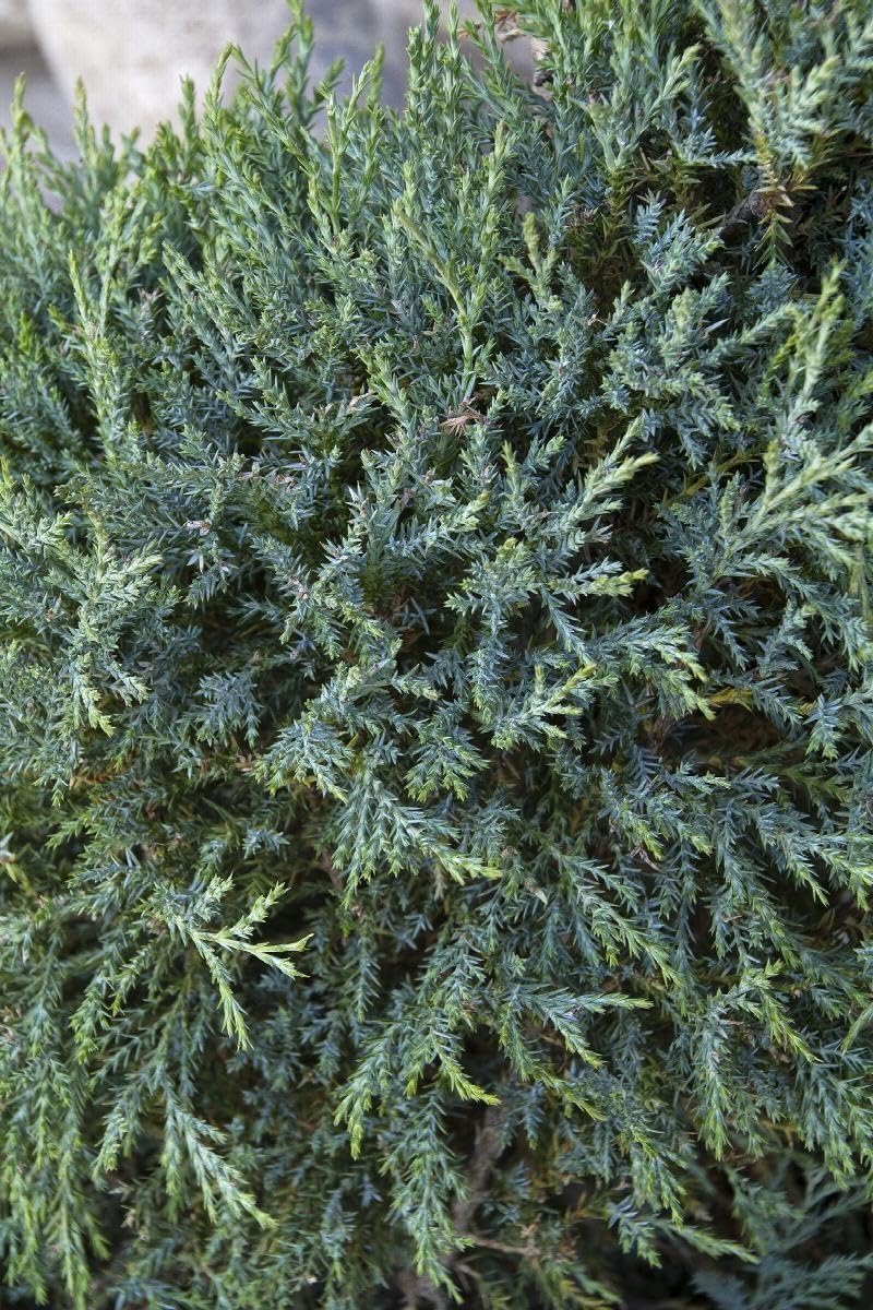 Medora Juniper | 10 Live Plants | Perfect for Year-Round Landscaping, Privacy Screening, and Low Water Environments, Drought-Tolerant