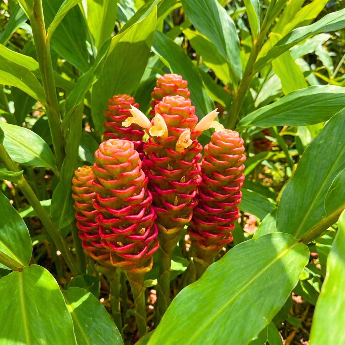10 Awapuhi Shampoo Ginger Rhizomes, Red Shampoo Ginger 4-6 Inch, Red Ginger Lily, Zingiber Zerumbet, Outdoor Growing, Ready to Grow