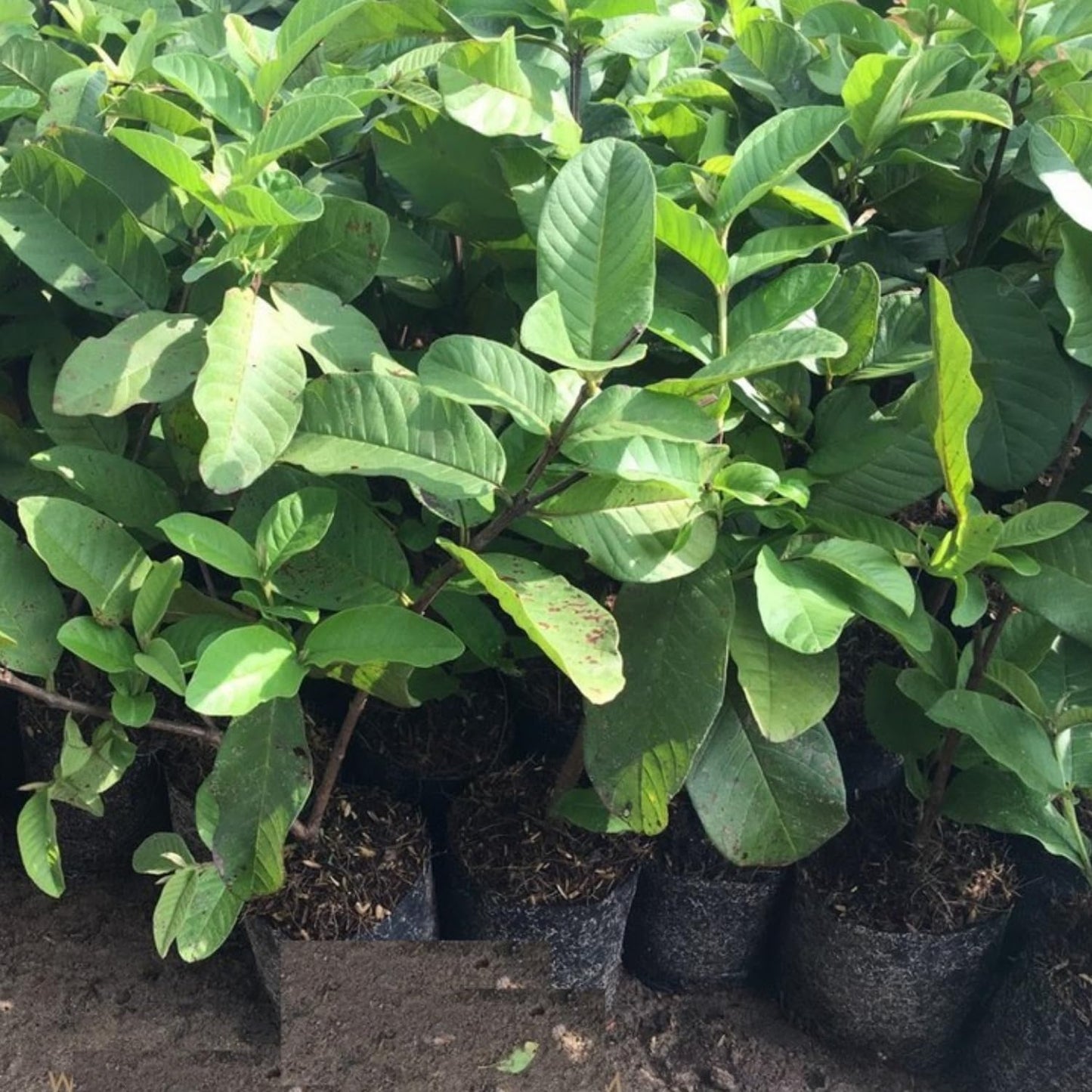 Guava Tree Live Plant, Pink Guava Plant for Planting Indoor Outdoor, 5 to 7 Inc