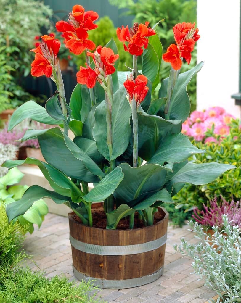 Canna Lily Bulbs The President for Planting - Eye Catching Red Flowers (5 Bulbs)
