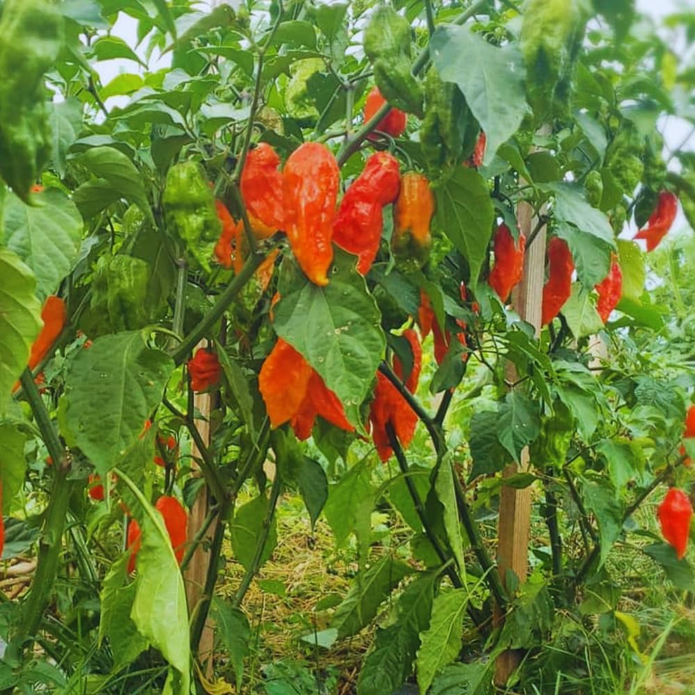 Live Red Bhut Jolokia Ghost Pepper Plant in 4 Inch Pot, 4–7 Inch Tall Seedling, Hot Chili Plant for Garden or Container Growing