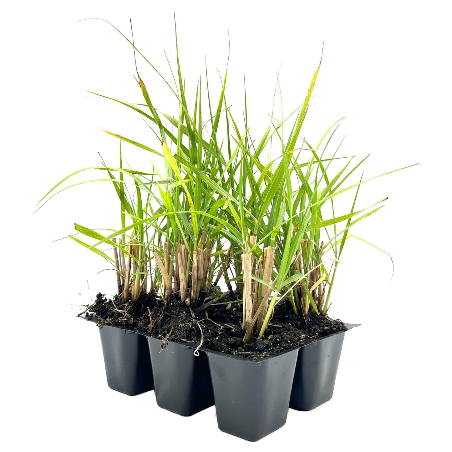 6 Fairy Tails Fountain Grass – Evergreen Ornamental Grass with Pink-White Plumes for Borders & Pots (Pennisetum ‘Fairy Tails’) in 2.5” Cubes, Live Plants