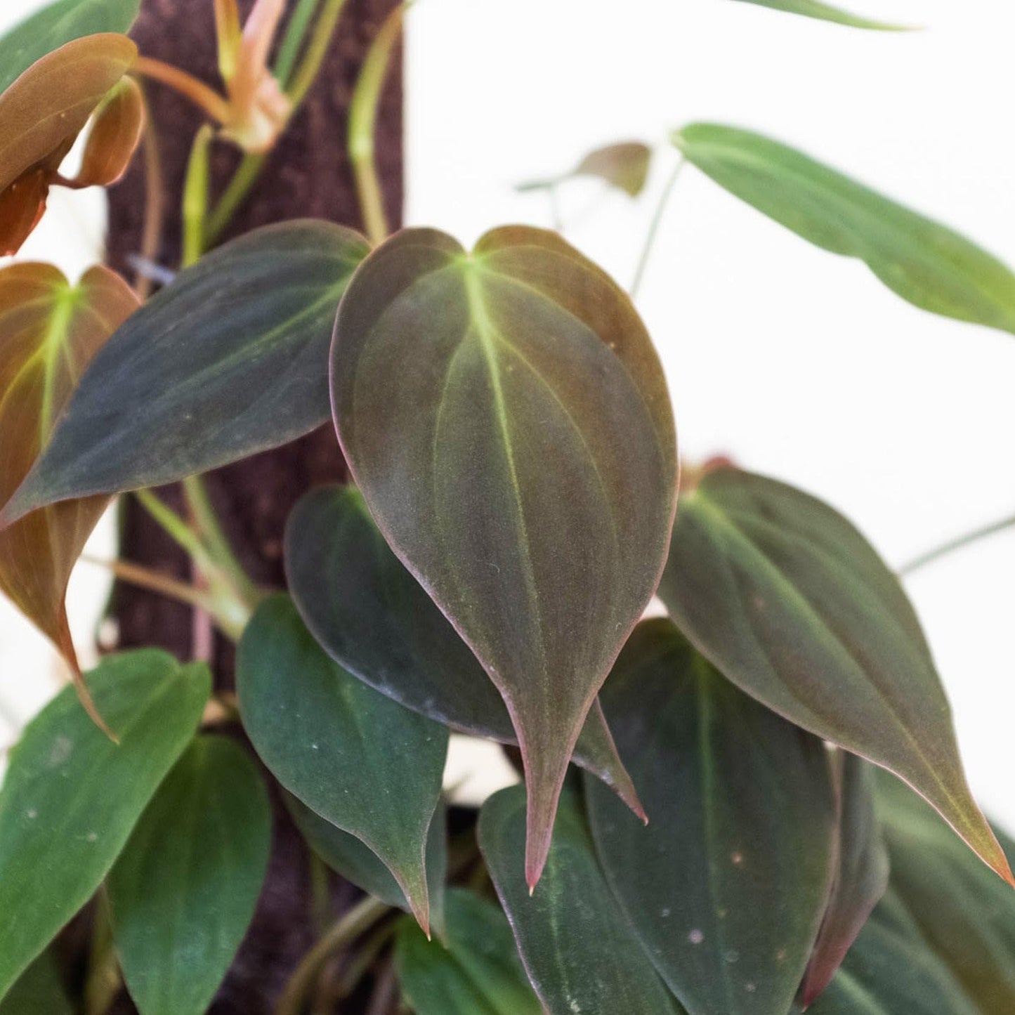 Philodendron 'Velvet' | Live Plant for Indoor & Outdoor | for Living Room, Office, Bathroom | (6" Pot)