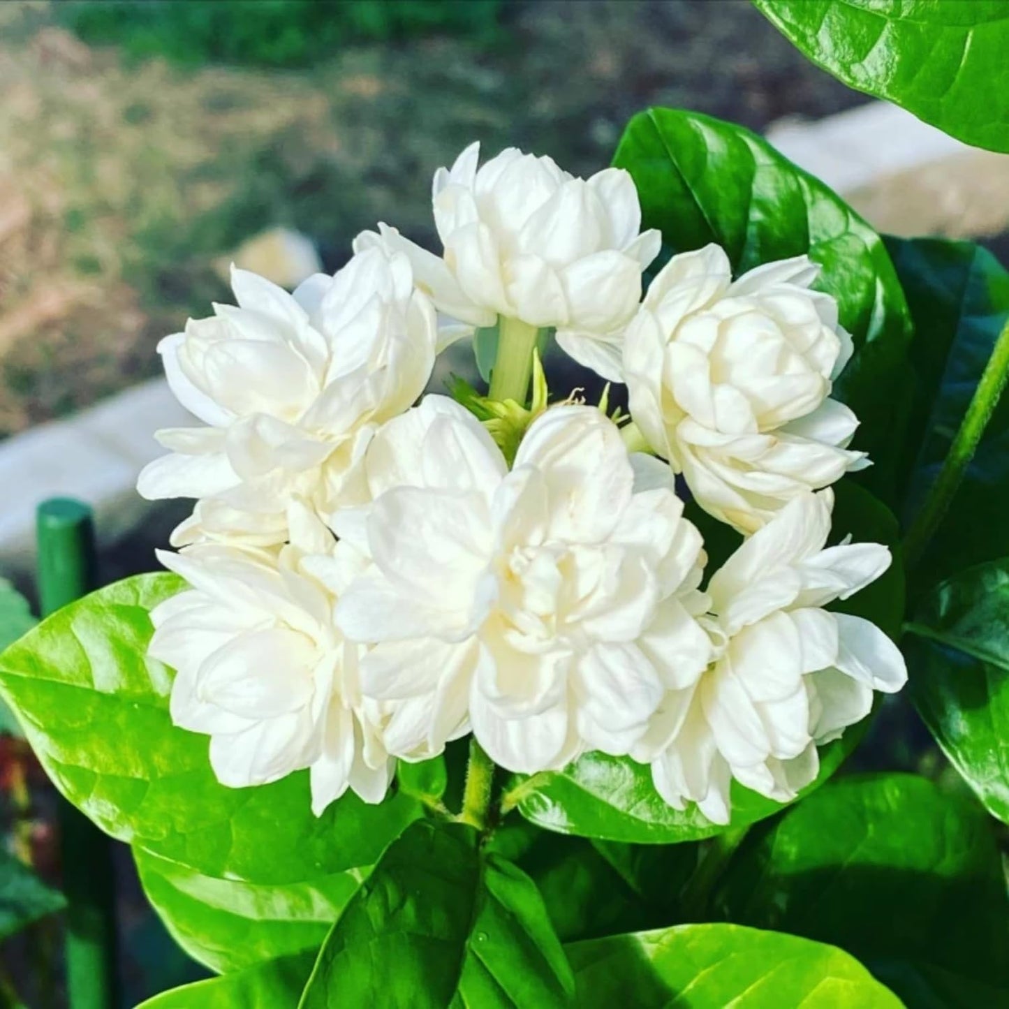 200+ Climbing Jasmine Flower Seeds for Planting Fragrant Plant Seeds Non-GMO Garden Home Jasmine Garden Balcony Climbing Flower